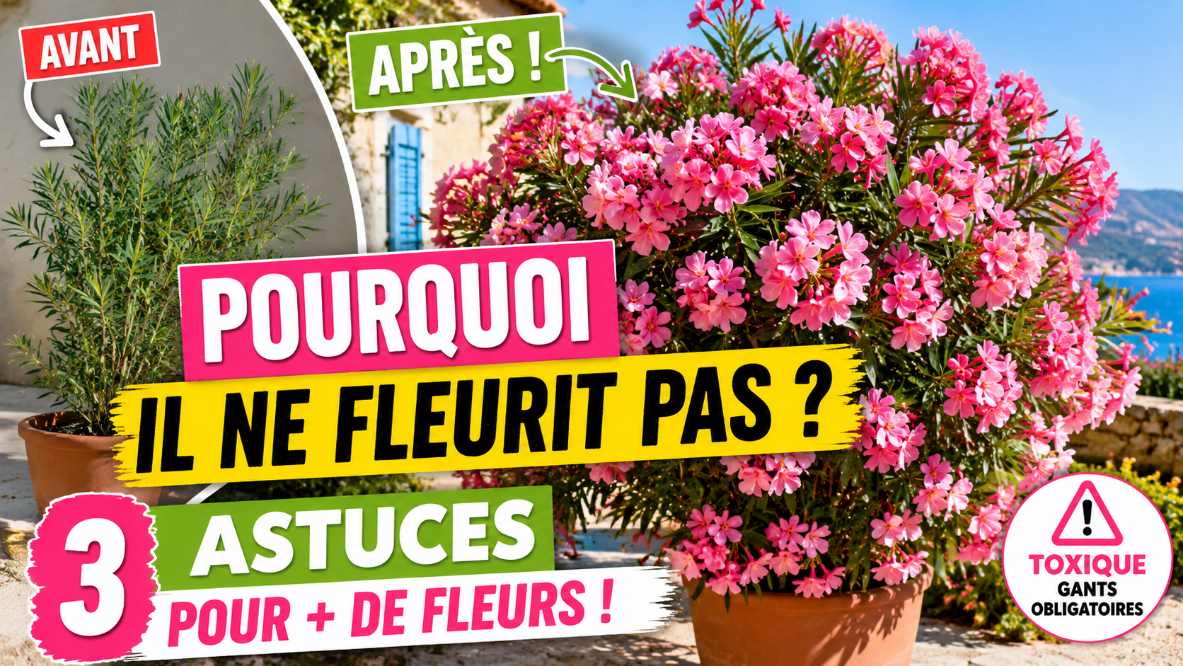 Laurier-rose en pleine floraison avec des bouquets de fleurs roses abondants